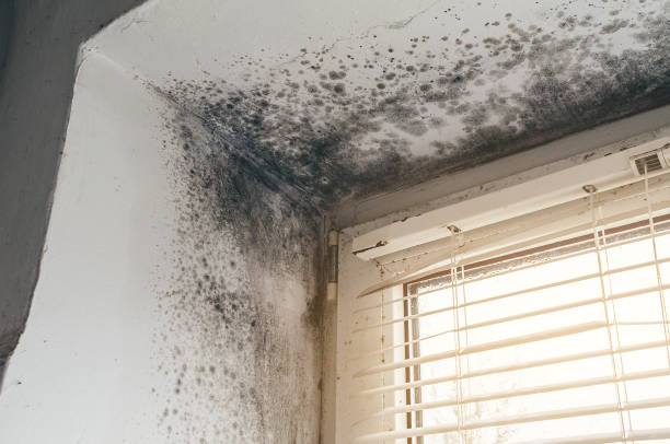 Affordable Mold Removal solutions in Hackensack, NJ
